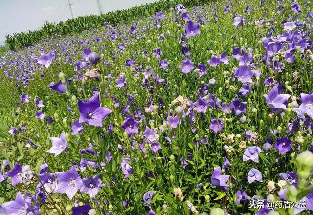 桔梗头像☽ .微信，桔梗头像☽ .（“美味佳药”——桔梗）