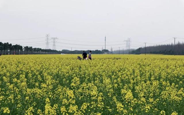 油菜花开的季节，适合家庭室内养的花与绿植（2019年全国油菜花开放时间表）