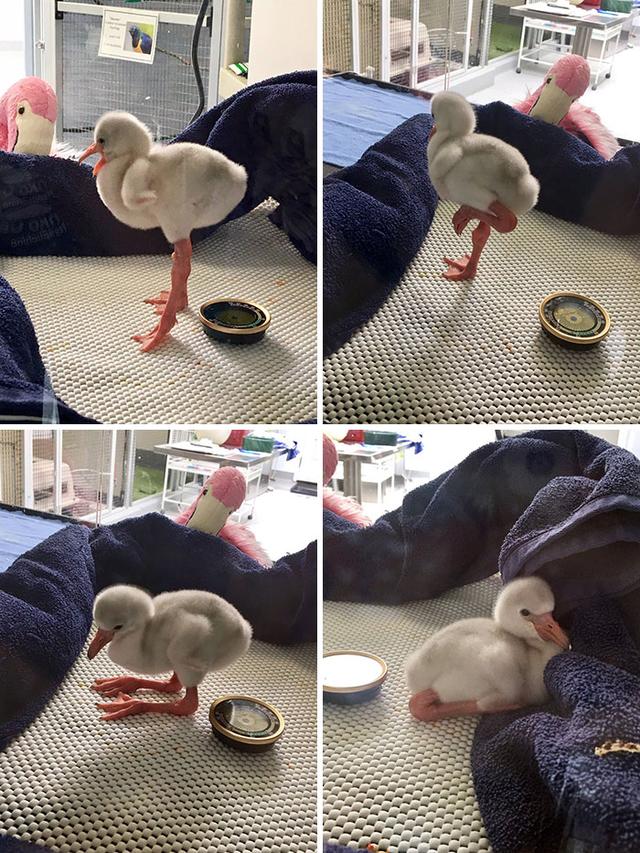 甜词  可爱壁纸 小象和兔子的故事，微信头像，甜词  可爱壁纸 小象和兔子的故事（42张活久未见的动物婴儿照片）