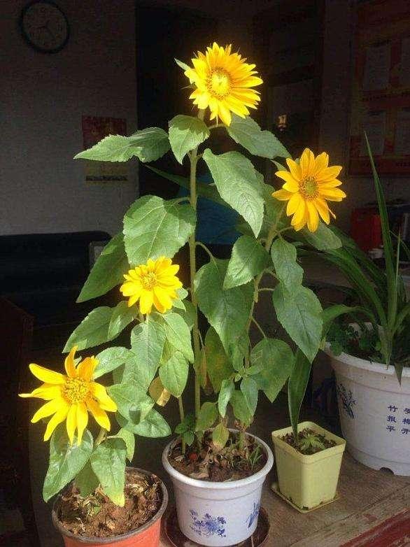 向日葵种植时间和方法，怎样让盆栽向日葵长得低矮爱开花