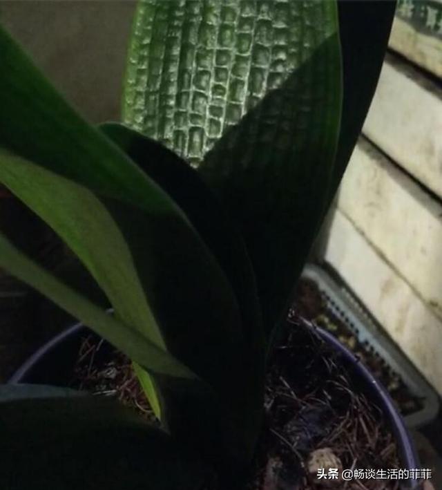 君子兰换土能用旧土吗，用君子兰专用土给君子兰换土可以吗（君子兰的换土方法）