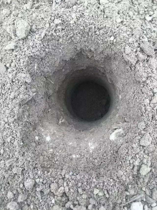 芍药不开花的解决办法，芍药一直不开花怎么办（开花个个比拳头大）