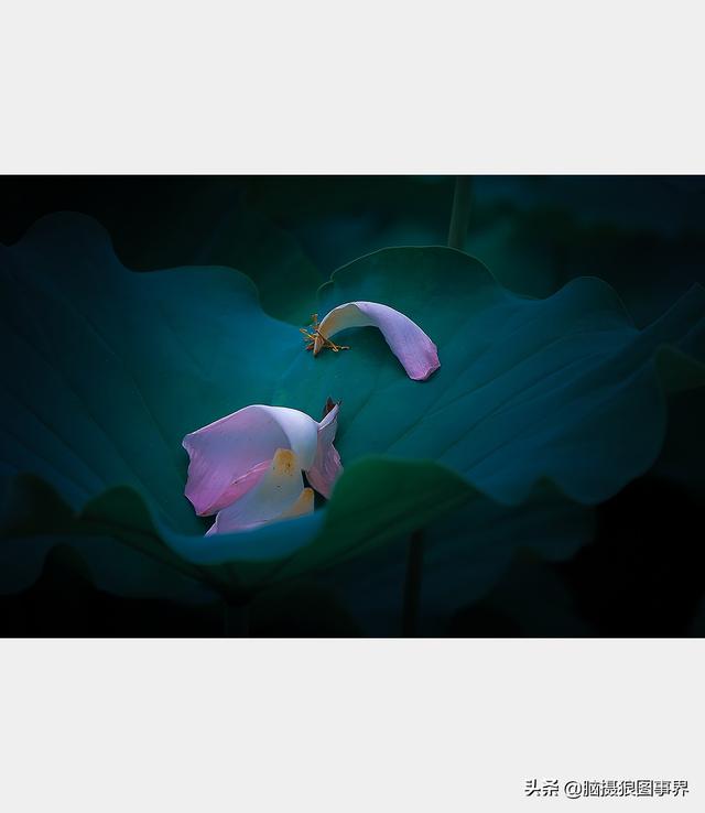 荷花图片，荷花图片大全真实照片（分享18张实拍荷花照）