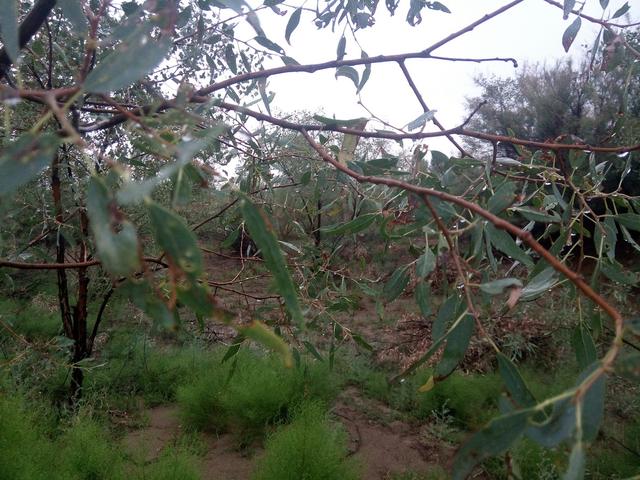 梦见自己拉了一大堆屎是什么预兆，梦见自己拉了一大堆屎是什么寓意（梦境笔记：在梦里行走）