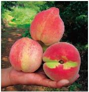 什么桃子最好吃，什么桃子最好吃吃起来什么感觉（为您推荐这7种既好吃又容易种植的品种）