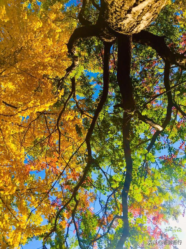 元大都遗址位于现在哪里，元大都遗址位于现在的哪个城市（遗迹众多、秋色醉人、晨跑、遛弯的生态园林）