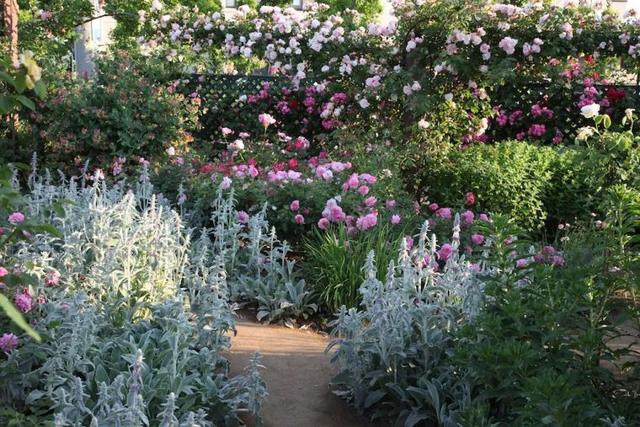 月季花品种，十大经典品种（凭一己之力撑起了整个花园的颜值）