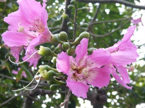 樱花和李子花的区别是什么，樱花李子能吃吗（街道两旁的“花树”）