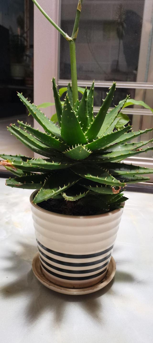 花卉图片及名称大全，常见绿植花卉及名称大全（100种常见花图鉴）