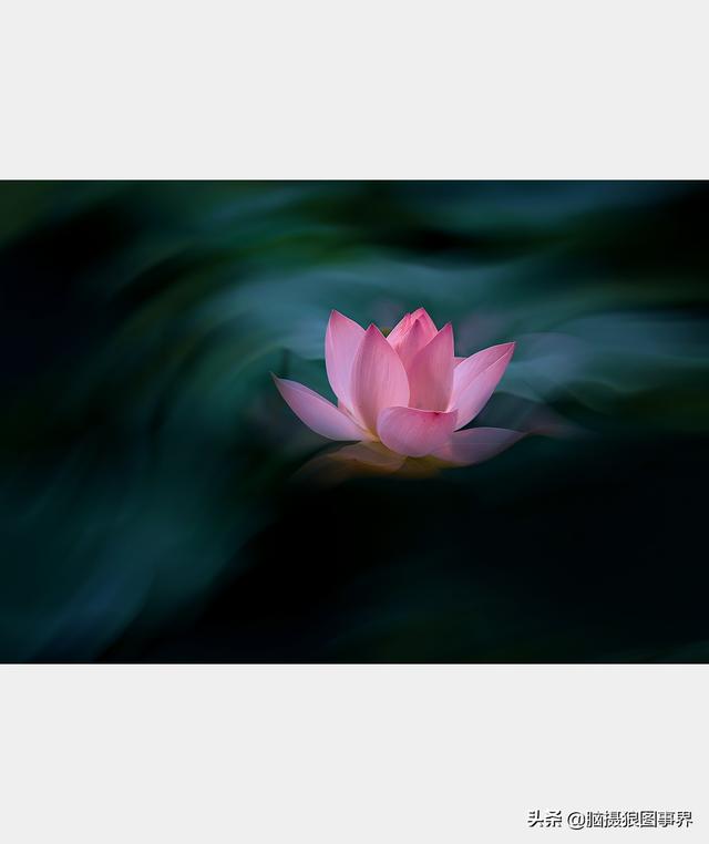 荷花图片，荷花图片大全真实照片（分享18张实拍荷花照）