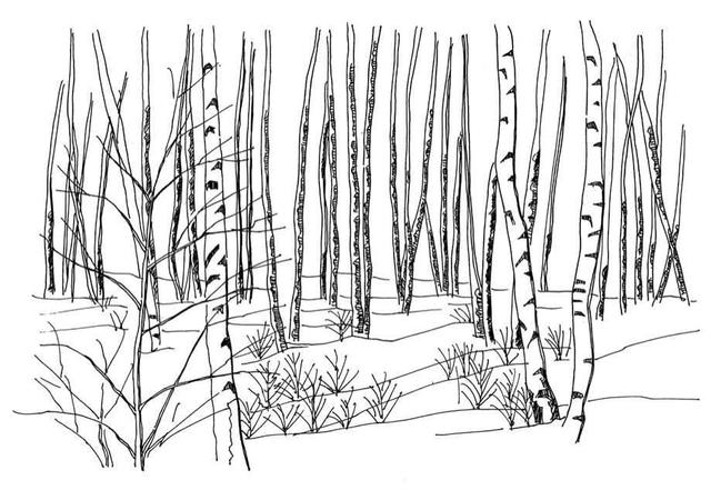 小树简笔画怎么画，小树的简笔画怎么画（教你三种常见树木画法）