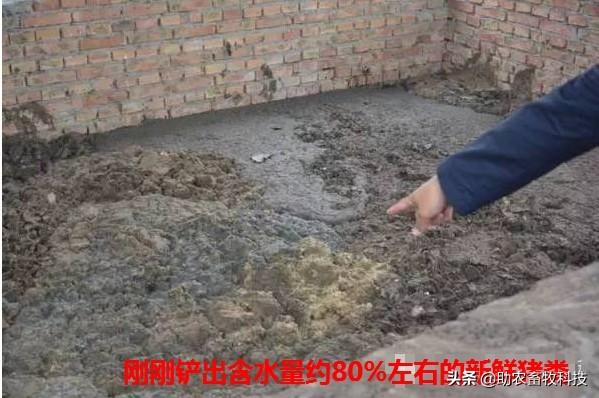 猪粪发酵剂(玉米秸秆发酵饲料喂猪)