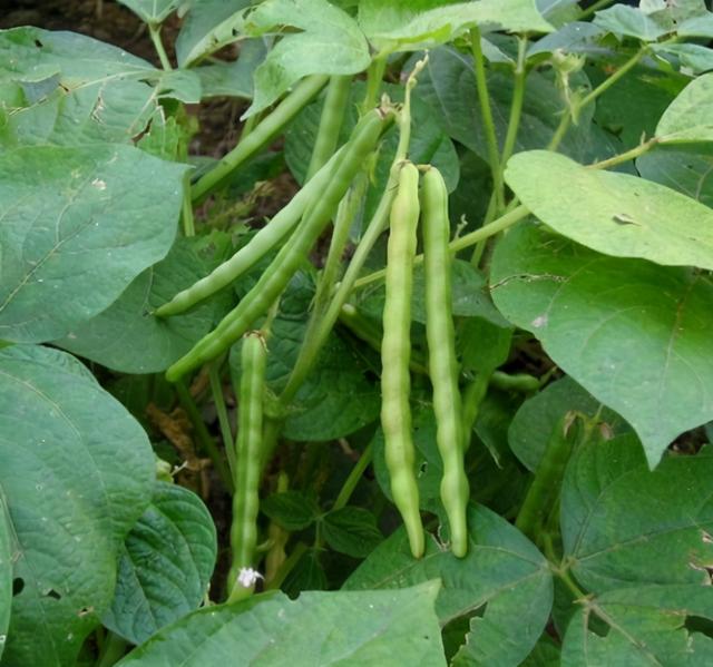 豆类有哪些品种,豆角类有哪些品种(豆类制品及果仁干货资料)
