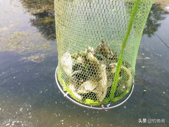 钓鱼李大毛哪里人，李大毛最近在哪里钓鱼（李大毛、化绍新笑而不语）