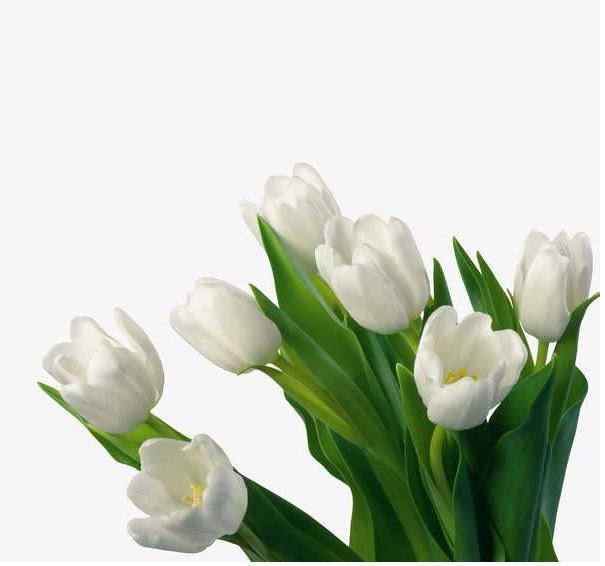 天堂鸟花语，天堂鸟花图片（你知道大自然中这些花的花语吗）