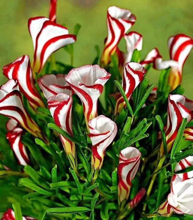 骷髅花的花语,骷髅花为什么叫骷髅花(奇花,活500年不一定能看到)