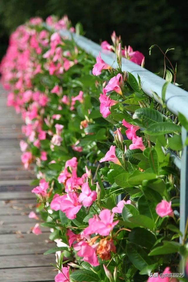 飘香藤一年开花几次，飘香藤多久开一次花（去年种了棵飘香藤）