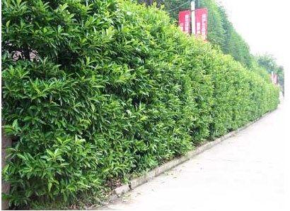 珊瑚树的形态特征和应用价值介绍，珊瑚树的形态特征和应用价值介绍英文（土生土长的中国树）