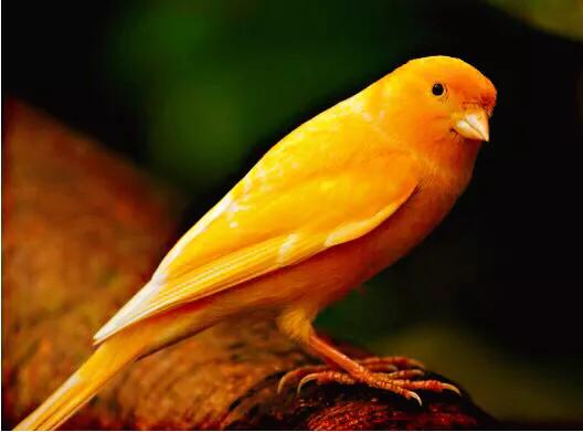 玉鸟吃什么饲料好，玉鸟吃什么饲料好（白玉鸟的饲养方法）