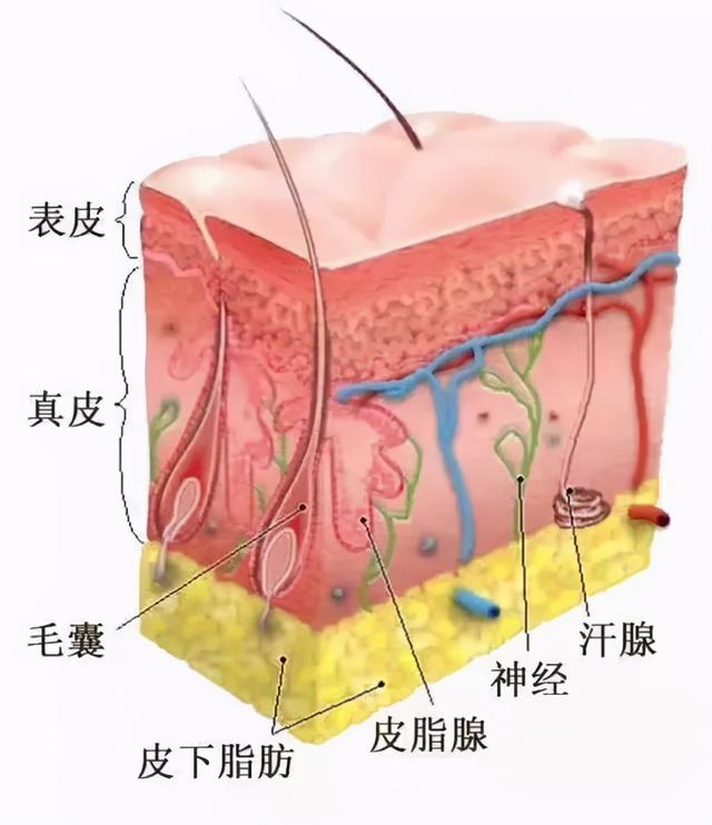 脸上很干燥起大量白屑图片，脸上很干燥起大量白屑怎么办（可能是你洗澡方式有问题）