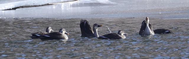 野鸭的种类有哪些，野鸭子有哪几种（TA就是野鸭中最靓的仔）