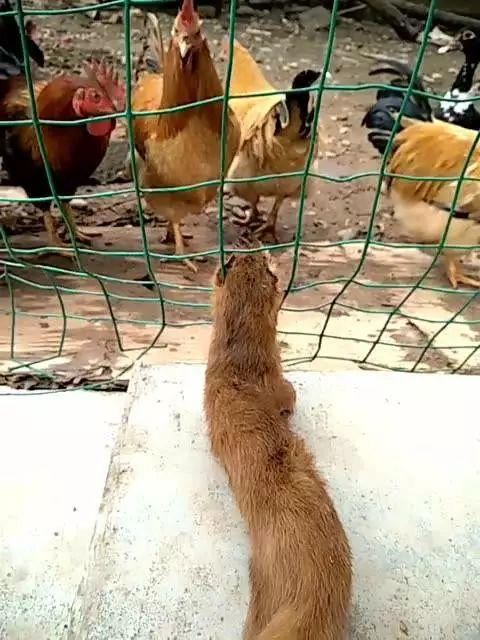 黄鼠狼长什么样子，黄鼠狼身上长什么样（也许需要一次正名）