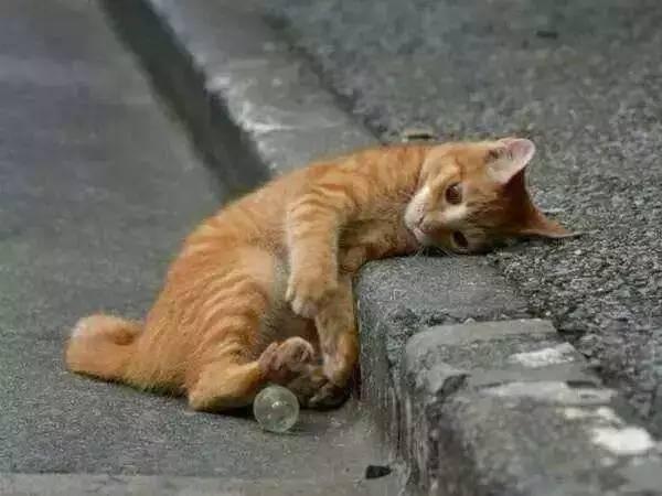 故宫最胆小御猫，我们只是惊呼是不够的