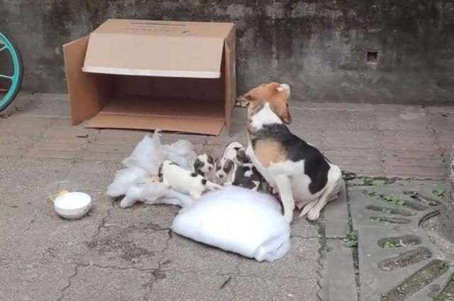 比格犬多少钱，“连妈带儿”被遗弃街头（比熊犬价格多少钱一只）