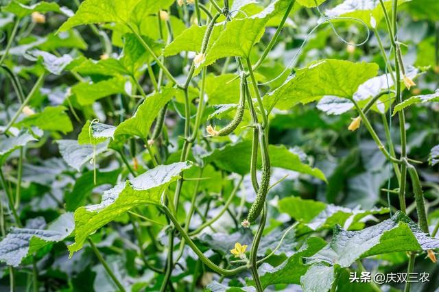 秋黄瓜种植时间和方法，如何种植黄瓜（秋黄瓜在什么时候种植最好）