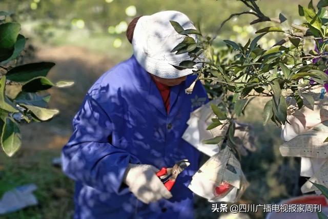 耙耙柑什么人不能吃，耙耙柑不能吃吗（好吃还不上火）