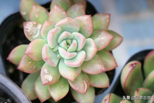 北京语言大学是211吗，北京语言大学是一本吗（北京语言大学什么水平）