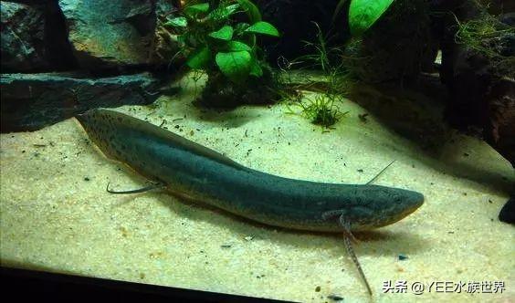 活化石中的活化石鱼，专家说它可能还在进化