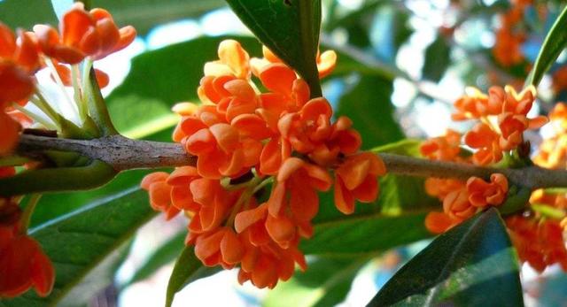 桂花有什么特点，桂花最大的特点是什么（植物百科： 丹桂）
