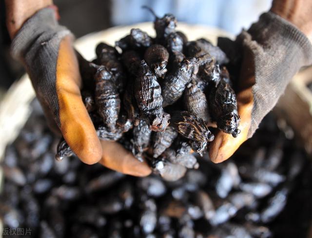 为什么会有槟榔脸，经常嚼槟榔脸型会有什么影响（“软禁毒品”槟榔的危害有多大）