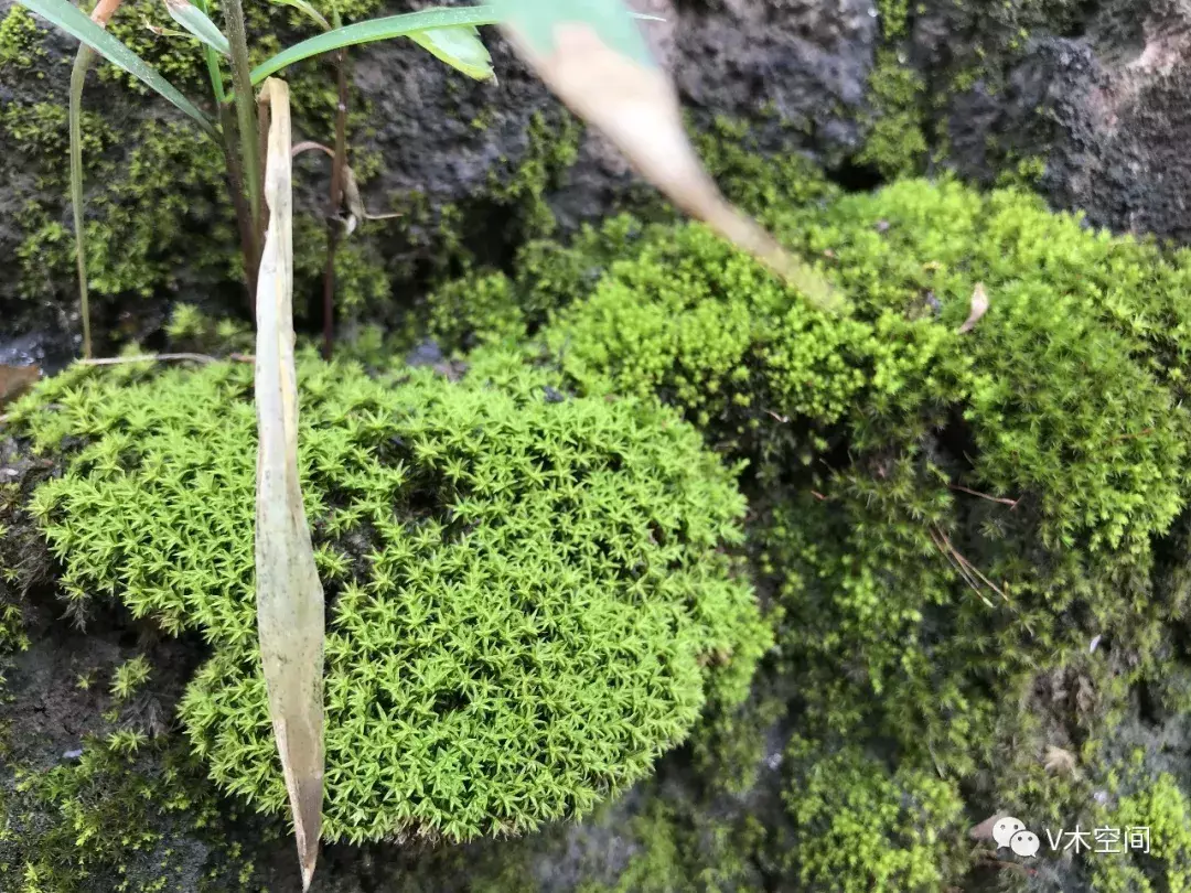 藓怎么组词，身边的苔藓植物——砂藓