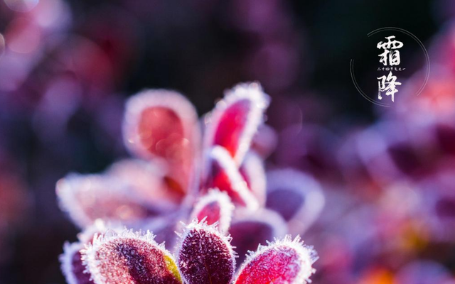 关于霜降的诗句 古代诗人写霜降的诗词，关于霜降的诗句（欣赏最后秋天的美景）