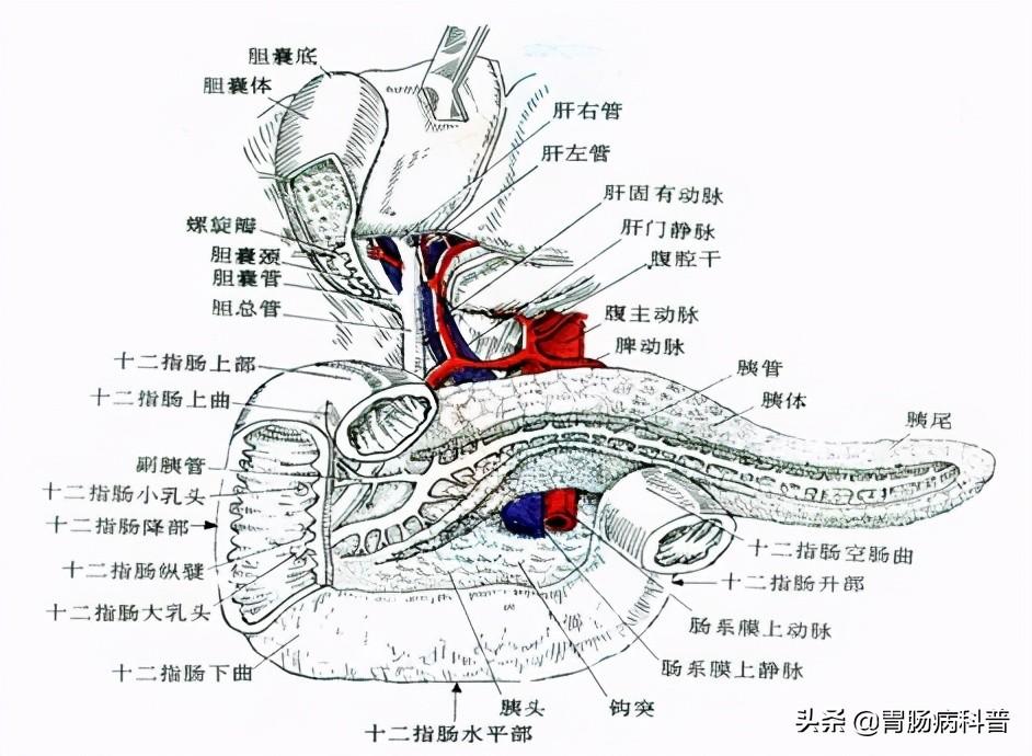 肠道构造全图图片