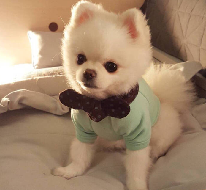 博美狗狗图片(博美犬真实图片)