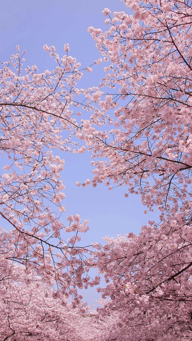 手机壁纸唯美图片,高清图片手机壁纸(唯美手机锁屏风景壁纸)