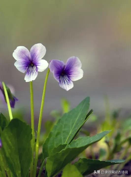 兹是什么意思，慈善是什么意思（紫花地丁：日经繁花地）