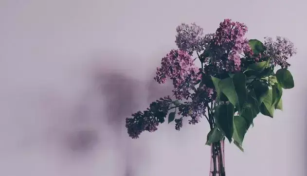 棉花花语，白色木棉花花语（这些常见的花语一次性“打包”送给你）