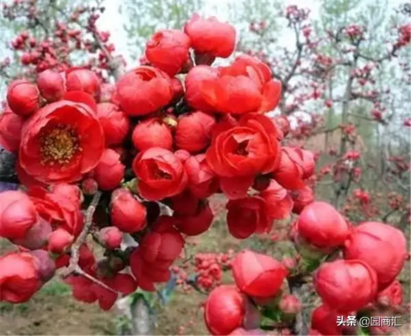 东洋锦海棠的养殖方法和注意事项，东洋锦海棠怎么养（这些品种不仅名字好听）