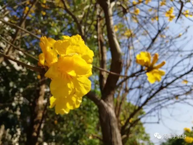 黄铃花的花语，黄铃花的花语与寓意（怀集一角 ， 偶遇黄风铃）