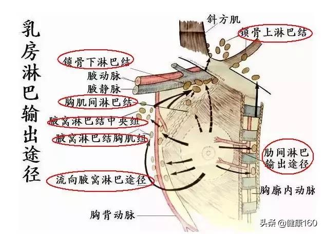 按摩丰胸到底好不好，按摩丰胸到底好不好呀（按摩乳房，能排毒丰胸）