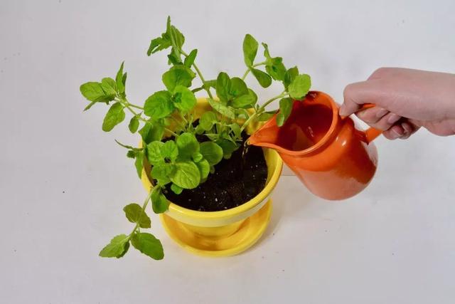 薄荷盆栽怎么弄，薄荷怎么做盆栽（买来的小薄荷盆栽快速长满一盆）
