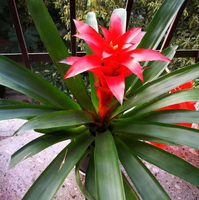 水塔花，养得好长什么样（水塔花怎么养）