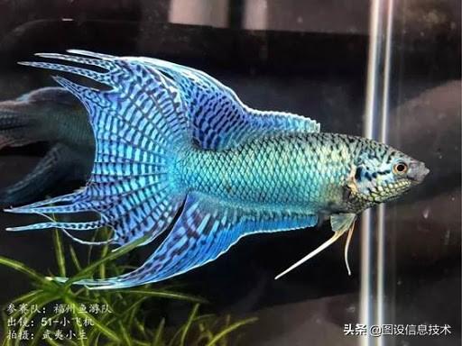 天堂鱼如何饲养，天堂鱼怎么养（开始尝试饲养中国斗鱼——天堂鱼）