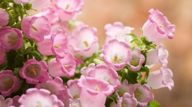 伯利恒之星花语,查自己的本命花(感受生活的温度<二>) 伯利恒之星花语,查自己的本命花(感受生活的温度<二>)