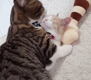 猫舔人是什么意思，猫咪为什么爱舔人（是在向你“暗示”这些事）