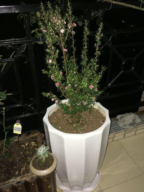 松红梅的养殖方法和注意事项，松红梅的养殖方法和注意事项盆（松红梅买回家就掉花苞、叶子干枯）